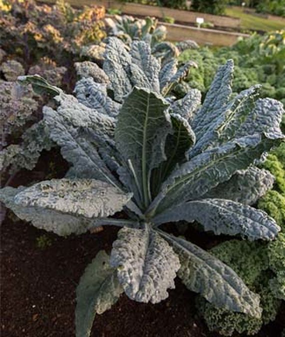 Kale, Black Magic